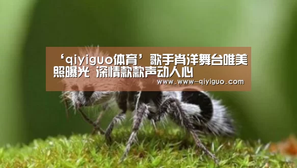 ‘qiyiguo体育’歌手肖洋舞台唯美照曝光 深情款款声动人心(图1) 奇异果体育